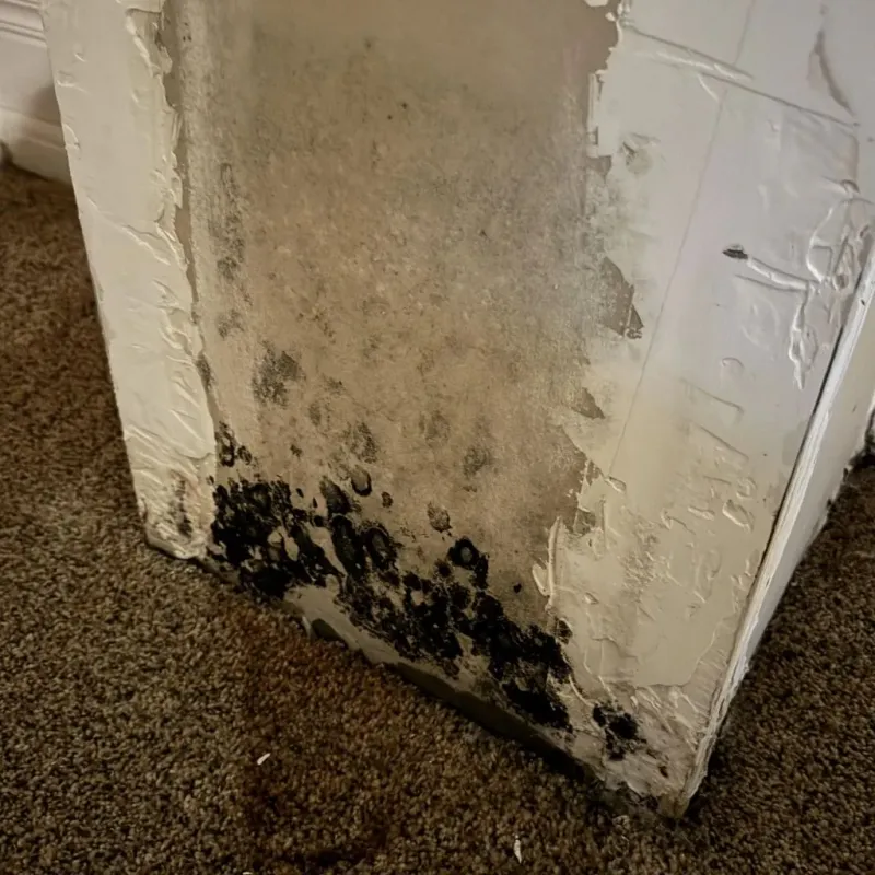 Professional Mold Removal in Chester County, SC